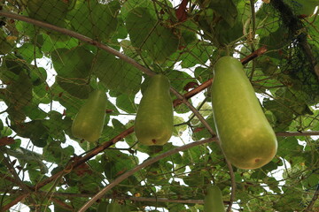 Hanging winter melon in the garden.