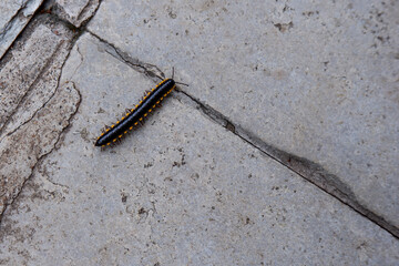 view of a small yellow-spotted millipede on the stone ground