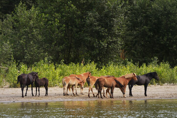 A Herd Of Wild Horses in Forest near Danube River