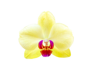 Yellow light orchid flower isolated on white background