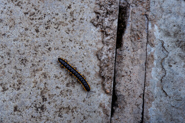 top view of a small yellow-spotted millipede on the ground