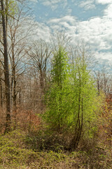Forest trees.