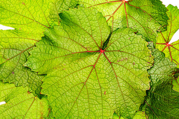 Green grape leaf with red veins, close up macro texture. Green wine grape leaf