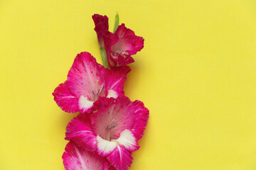 gladiolus on a colored background close up