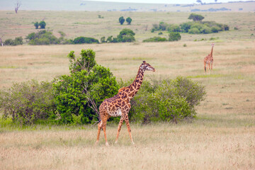Long-necked giraffes grazes