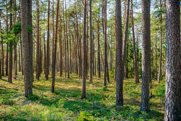 Summer view of a Swedish pine tree forest with many tree trunks and berry plants on the forest ground.