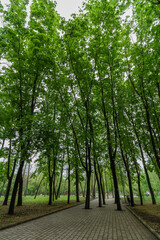 Fototapeta premium Green maple trees on the sky background