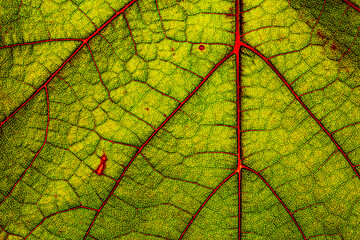 Green grape leaf with red veins, close up macro texture. Green wine grape leaf
