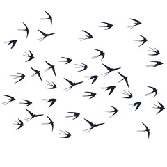 Flying swallow birds silhouettes vector illustration. Nomadic martlets school isolated on white. 