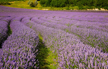 Fototapeta premium Nice lavender field at lake Balaton