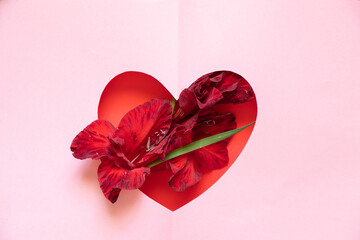 gladiolus on colored background in paper-cut heart as background closeup
