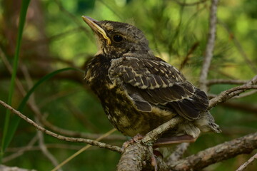 Young bird thrush quietly sits with folded wings on pine branches in the light of the morning sun