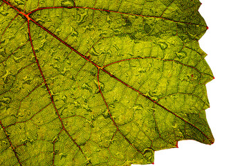 Green grape leaf with red veins, close up macro texture. Green wine grape leaf