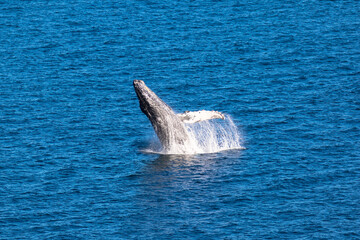 Fototapeta premium Breaching Humpback Whales, Loreto in Baja California, Mexico