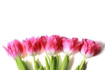 Wonderful pink tulips on a white background. Beautiful spring flowers.