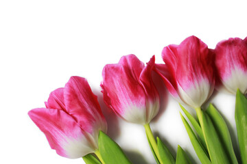 Wonderful pink tulips on a white background. Beautiful spring flowers.