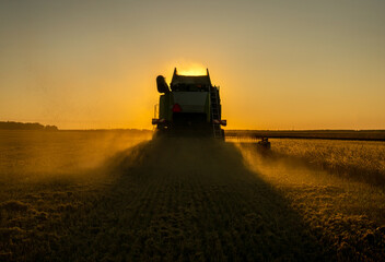Fototapeta premium Harvesting grain in a field of barley at sunset,
