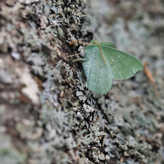 Large Emerald
