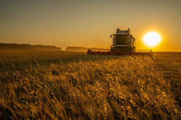 Harvesting grain in a field of barley at sunset,