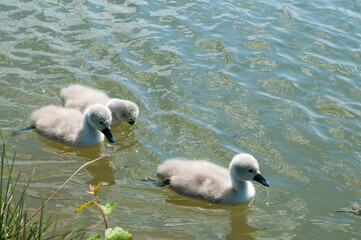 a white swan female with small swans swims in a pond