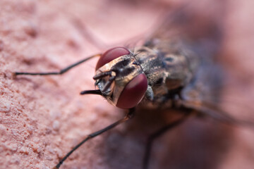Black fly on a house wall. Macro shot.