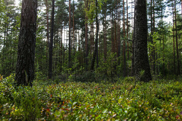 green forest in the middle of summer.  eastern european forest with blueberry bushes