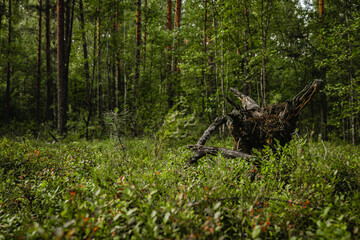 tree stump in forest.  green forest in the middle of summer. eastern european forest with blueberry bushes