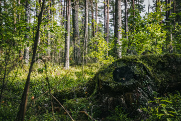 tree stump in forest.  green forest in the middle of summer