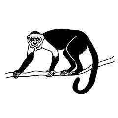Capuchin monkey on a tree branch vector illustration. Cute Central America animal drawing.