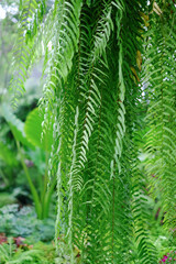 Closeup green leaves of fern plant on blurred nature background