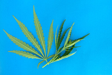 Fototapeta na wymiar Fresh cannabis green leaves on blue paper background.