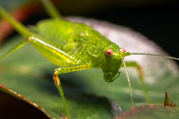 Small green grasshopper on a leaf. Macro shot.