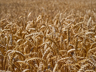 Golden wheat field and sunny day.