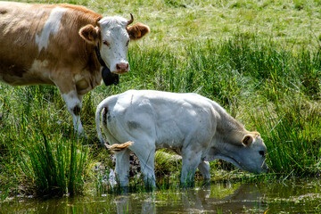 mucca e vitello
