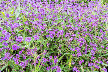 Obraz premium Verbena rigida also known as Slender vervain or Tuberous vervain.