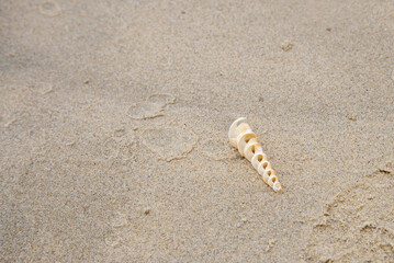 Sea shells on the beach