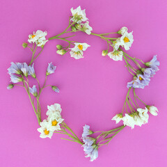 Purple and white potato flower wreath. Floral frame on pink paper background.