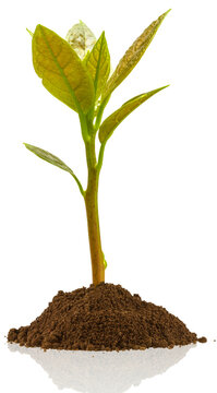 Plant d&rsquo;avocatier en terre sur fond blanc 