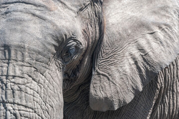 close up of a elephant