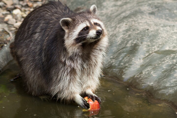 Waschbär am Gewässerrand