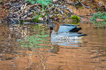 Australian Wood Duck female swimming on a pond