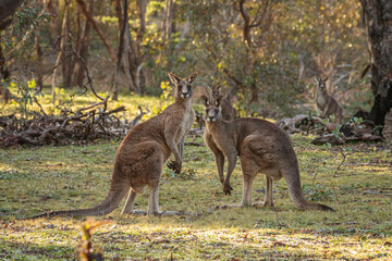 Two immature male Eastern Grey Kangaroos © Jon Steinbeck