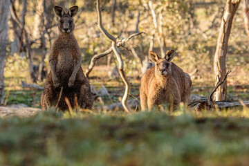 Eastern Grey Kangaroos