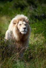 Obraz na płótnie Canvas lion in the wild