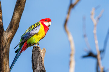 Eastern Rosella in a tree