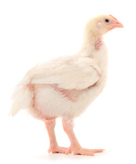 Chicken or young broiler chicken.