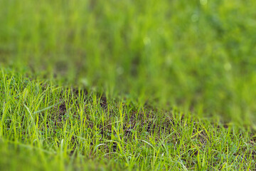 Green grass background texture.