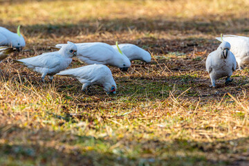 Fototapeta premium Little Coreallas feeding on the ground