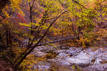The beautiful autumnal color  in the mountain.