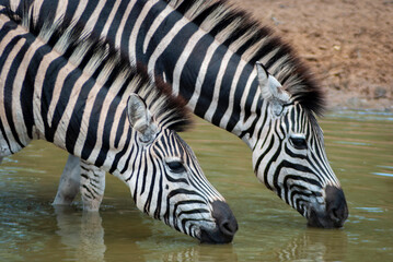 Fototapeta na wymiar zebras drinking